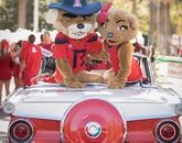 Wilbur and Wilma Wildcat shared a convertible in the Homecoming parade. Wilbur and Wilma Wildcat shared a convertible in the Homecoming parade.